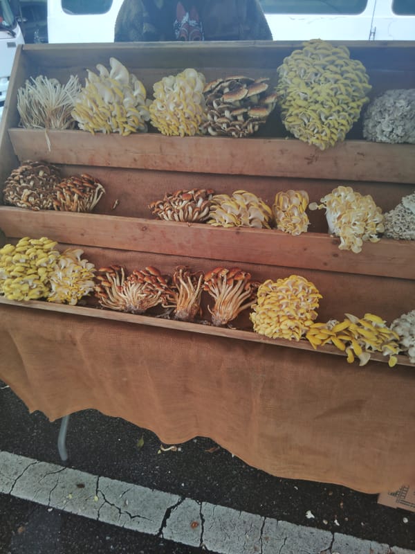 My life is divided into two life spans: Before Mushrooms (BM) and After Mushrooms (AM)